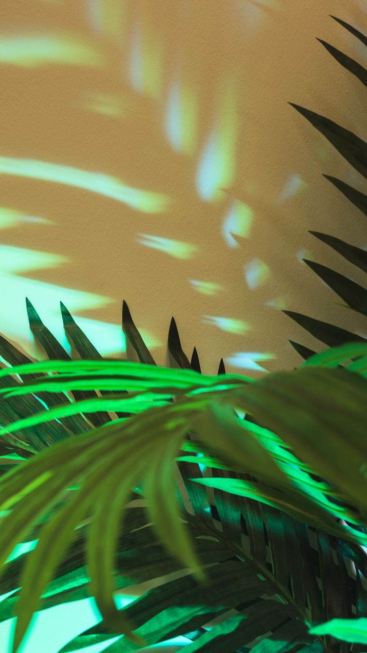 Palmenblätter in grünem Licht mit Schattenwurf an einer Wand